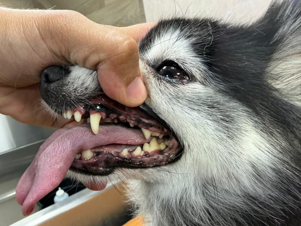 Dog's clean teeth after anesthesia-free cleaning