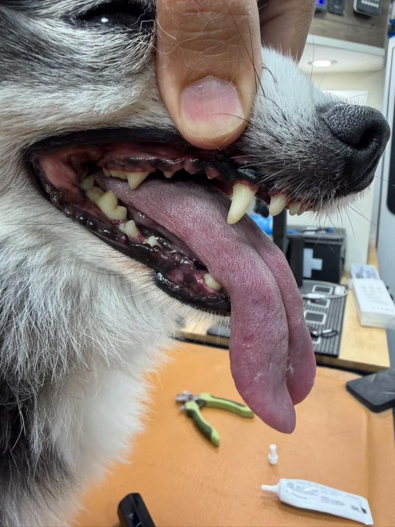 Dog teeth after anesthesia-free cleaning — real client result