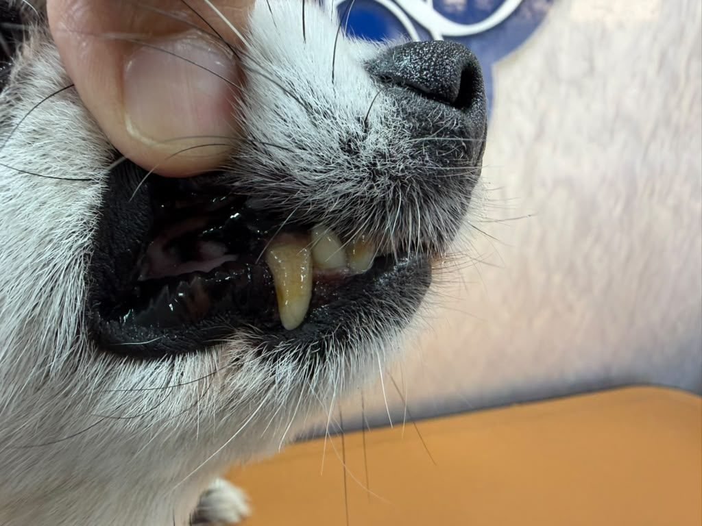 Dog teeth before anesthesia-free cleaning — real client result