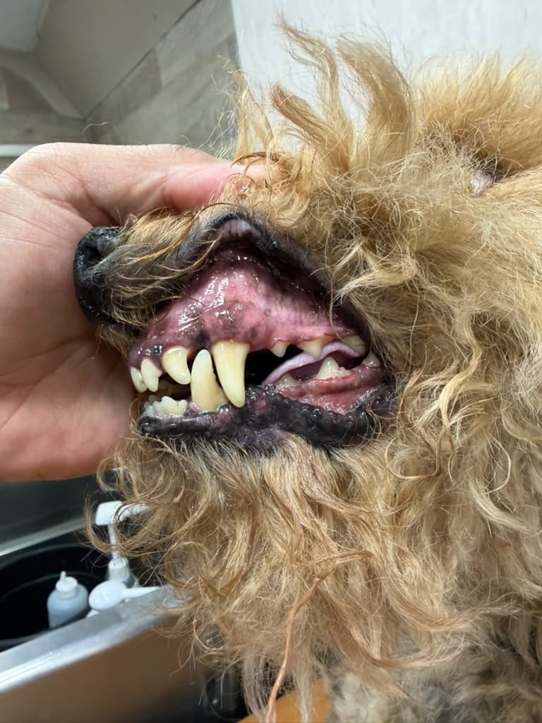 Dog teeth after anesthesia-free cleaning — real client result