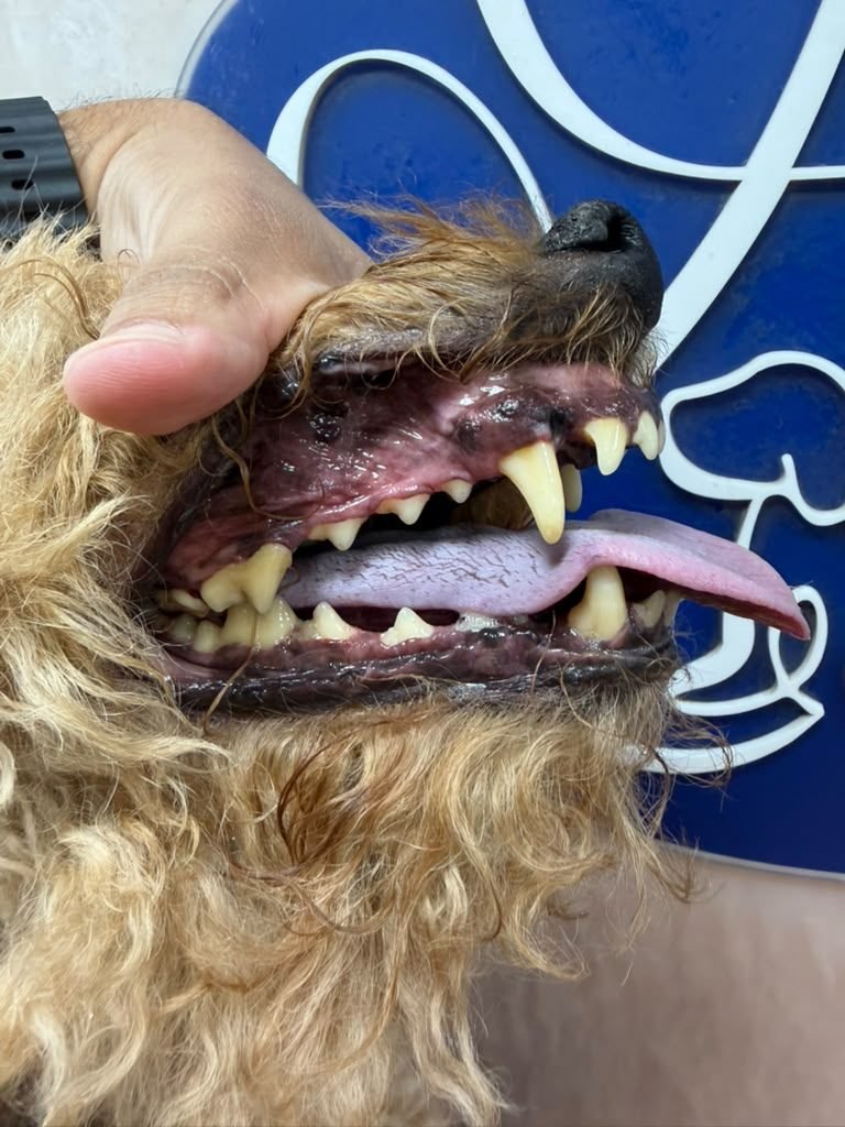 Dog teeth after anesthesia-free cleaning — real client result