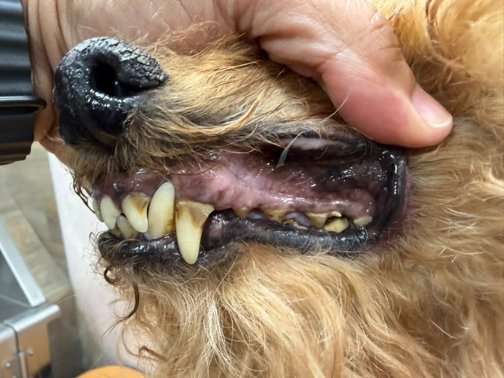Dog teeth before anesthesia-free cleaning — real client result