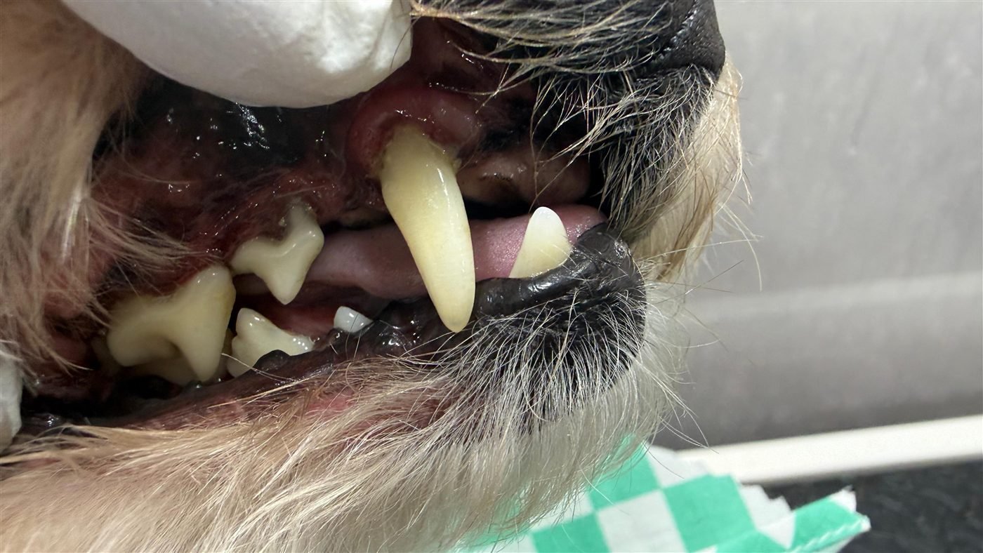Dog teeth after anesthesia-free cleaning — real client result
