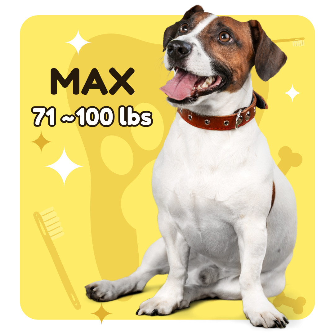 Small & Medium Dogs — anesthesia-free dog teeth cleaning