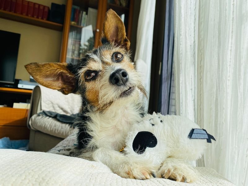 Preparing Your Dog for an At-Home Oral Care Visit