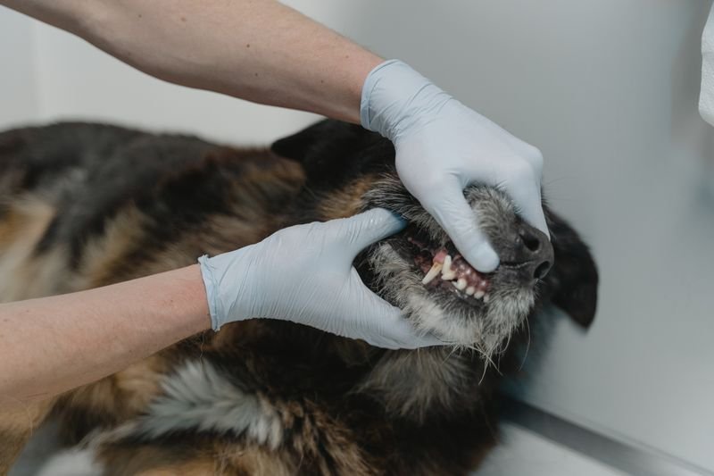 Why At-Home Oral Care Matters for Your Dog