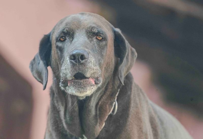 Senior Dog Oral Care: Gentle At-Home Options
