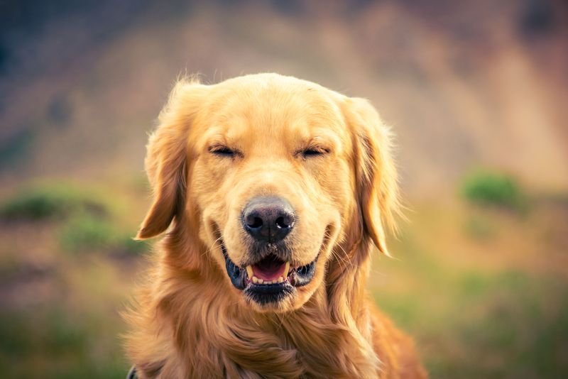 Dog Oral Care & Grooming Pricing in the Bay Area