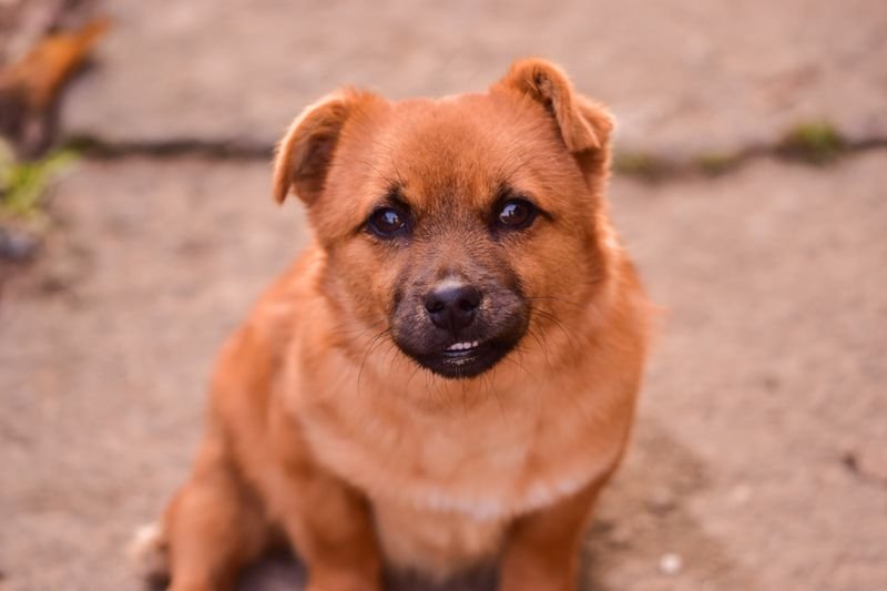 At-Home Dog Oral Care: Is It Safe, and What Does It Cover?