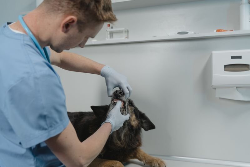 How Often Should You Brush Your Dog’s Teeth?