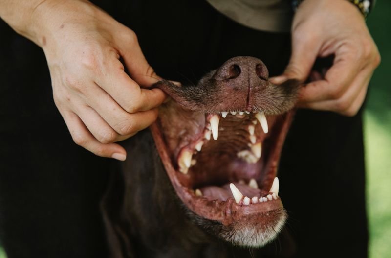 7 Signs Your Dog’s Mouth Needs Attention
